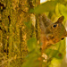 Peek-a-Boo Squirrel! by rickster549