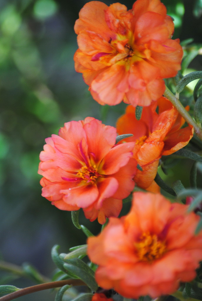 Orange October 2018 - Little Blossoms by genealogygenie