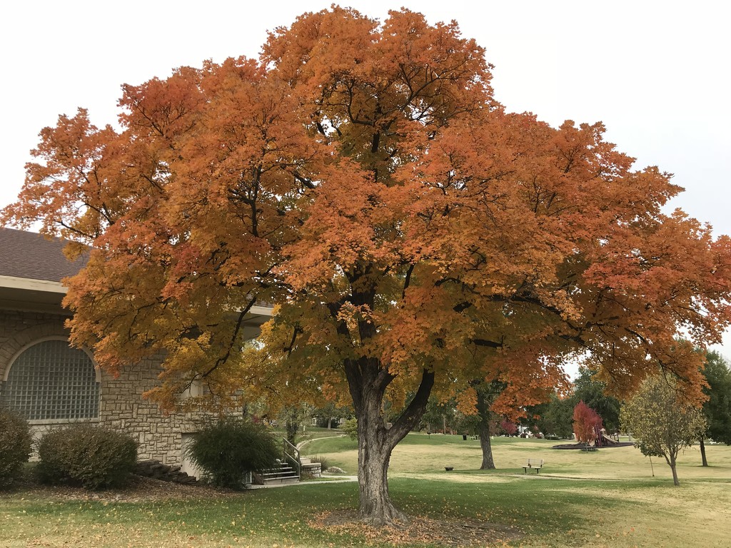 Orange October 2018 - Tree at Memorial Hall by genealogygenie