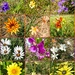 Estate wild flowers,  by ludwigsdiana