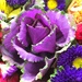 Purple Cabbage Rose? by homeschoolmom