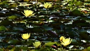 29th Oct 2018 -  Yellow Water Lily’s ~         