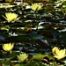  Yellow Water Lily’s ~          by happysnaps