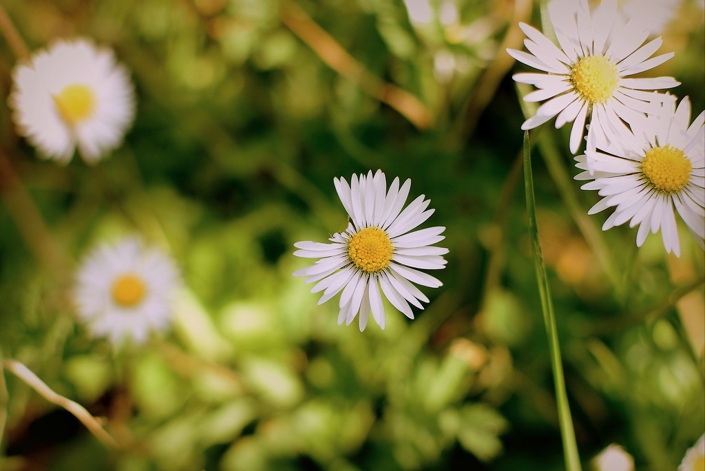 Daisies by nickspicsnz