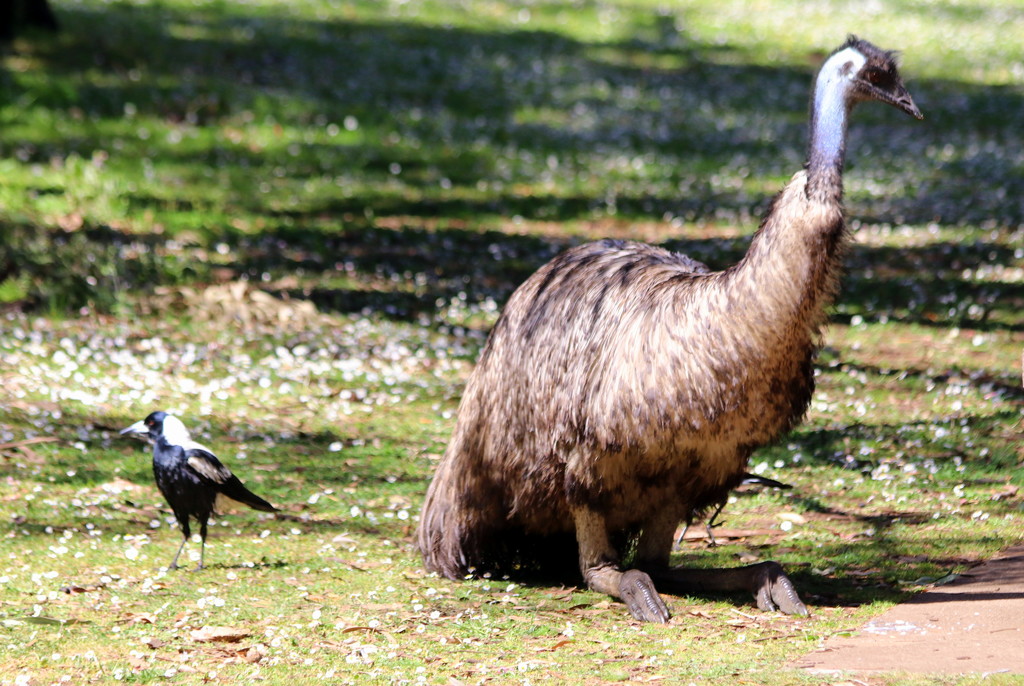 The tall and the short of Aussie bird life by gilbertwood