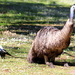 The tall and the short of Aussie bird life by gilbertwood