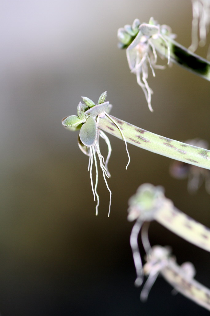 Bryophyllum delagoense aerial roots by bagpuss