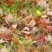 Fallen leaves and dandelions by homeschoolmom