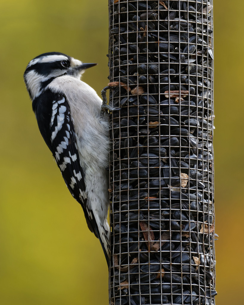 downy woodpecker by rminer