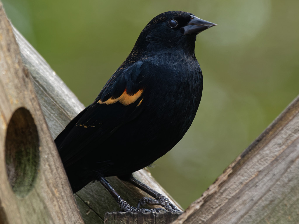 red-winged Blackbird by rminer