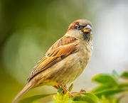 1st Nov 2018 - sparrow
