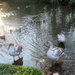 Swans by g3xbm