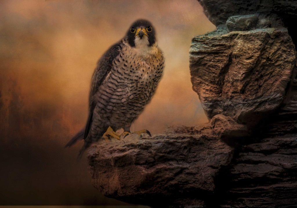 Peregrin Falcon by shepherdmanswife