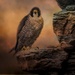 Peregrin Falcon by shepherdmanswife