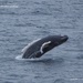 Whale Jumping by selkie