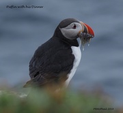 4th Jul 2018 - A Puffin with His Dinner