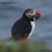 A Puffin with His Dinner by selkie