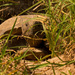 Gopher Tortoise! by rickster549