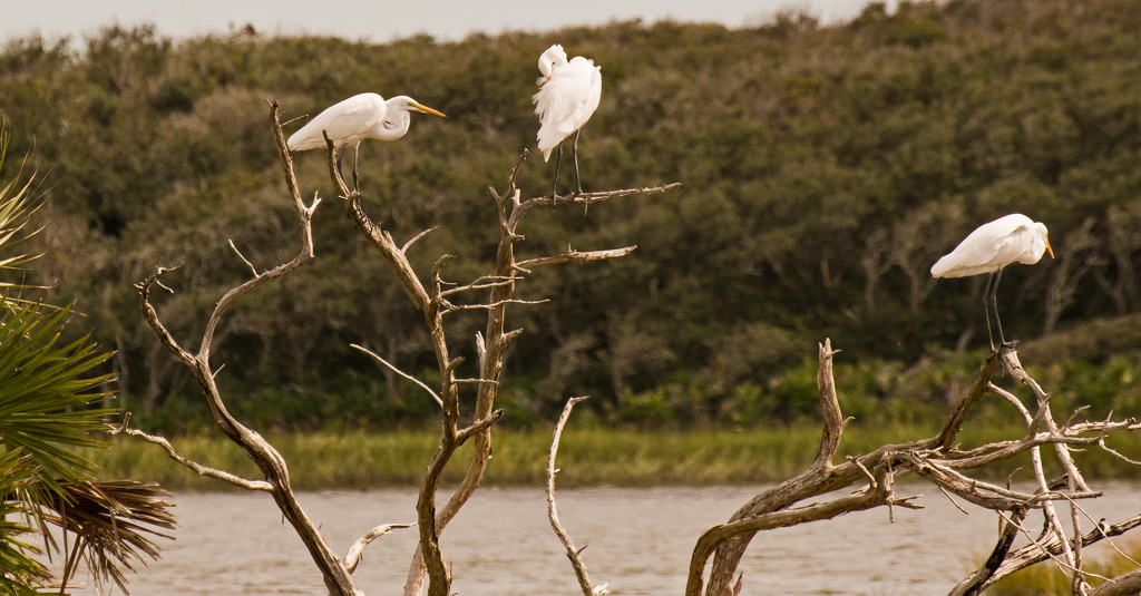 The Egrets Were Hanging On! by rickster549
