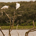 The Egrets Were Hanging On! by rickster549
