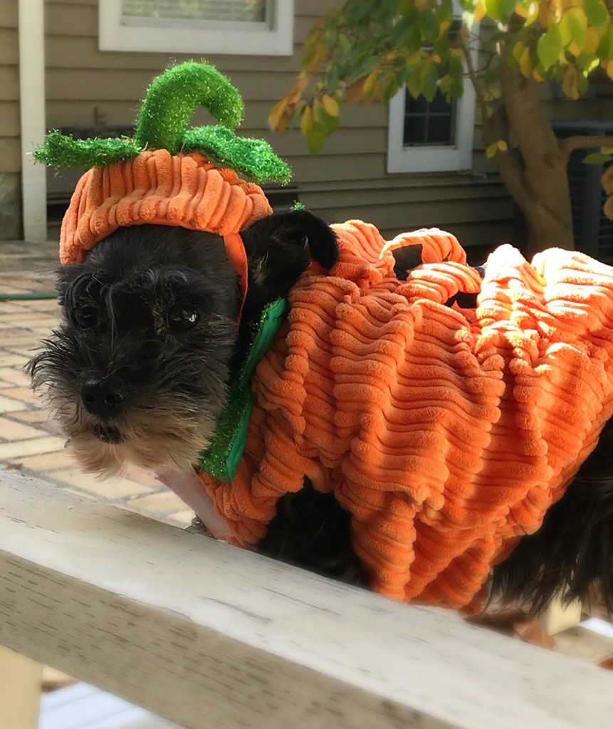 I'm A Little Pumpkin by gardenfolk