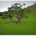 Resident Tree Hugger ... by julzmaioro