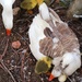 Three goslings :) by kgolab