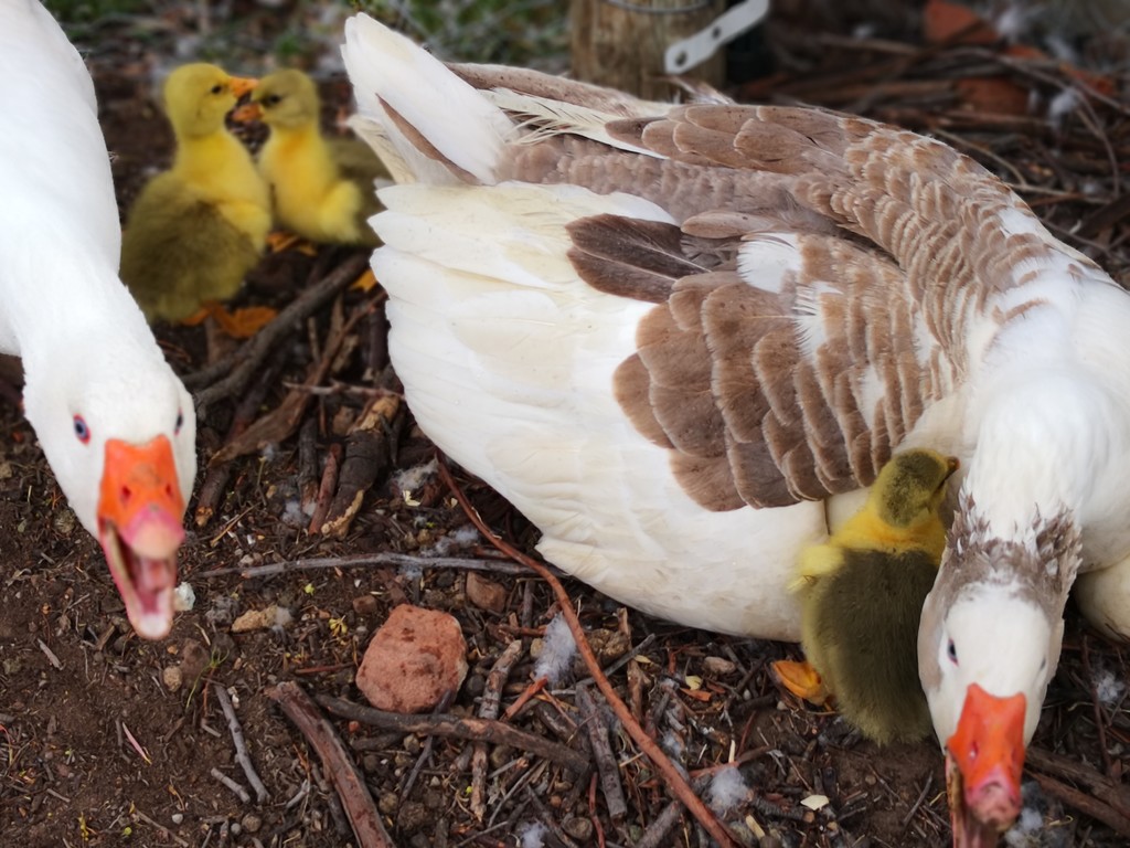 Three new Baby Goslings by kgolab