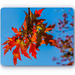 Colours Of Autumn by carolmw
