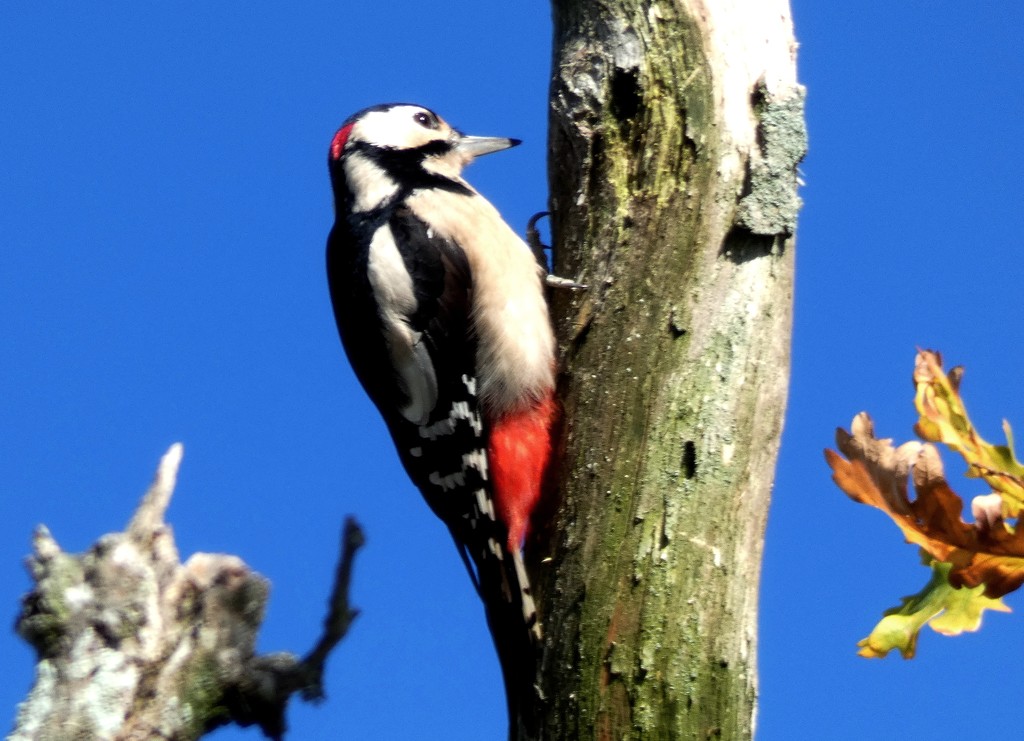 Great Spotted Woodpecker by julienne1
