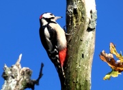 2nd Nov 2018 - Great Spotted Woodpecker