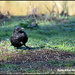 Old Crow by rosiekind