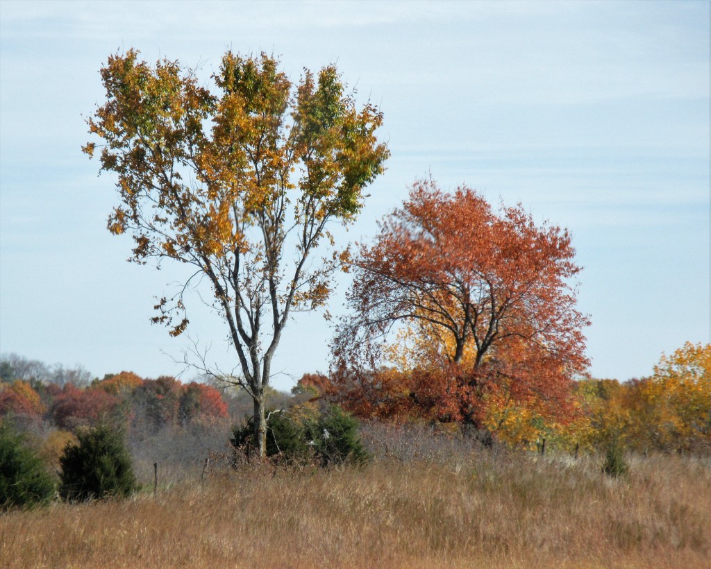 November 1: Autumn Trees by daisymiller