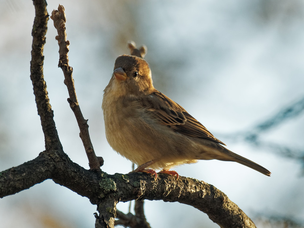 sweet sparrow on a branch by rminer