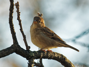 2nd Nov 2018 - sweet sparrow on a branch