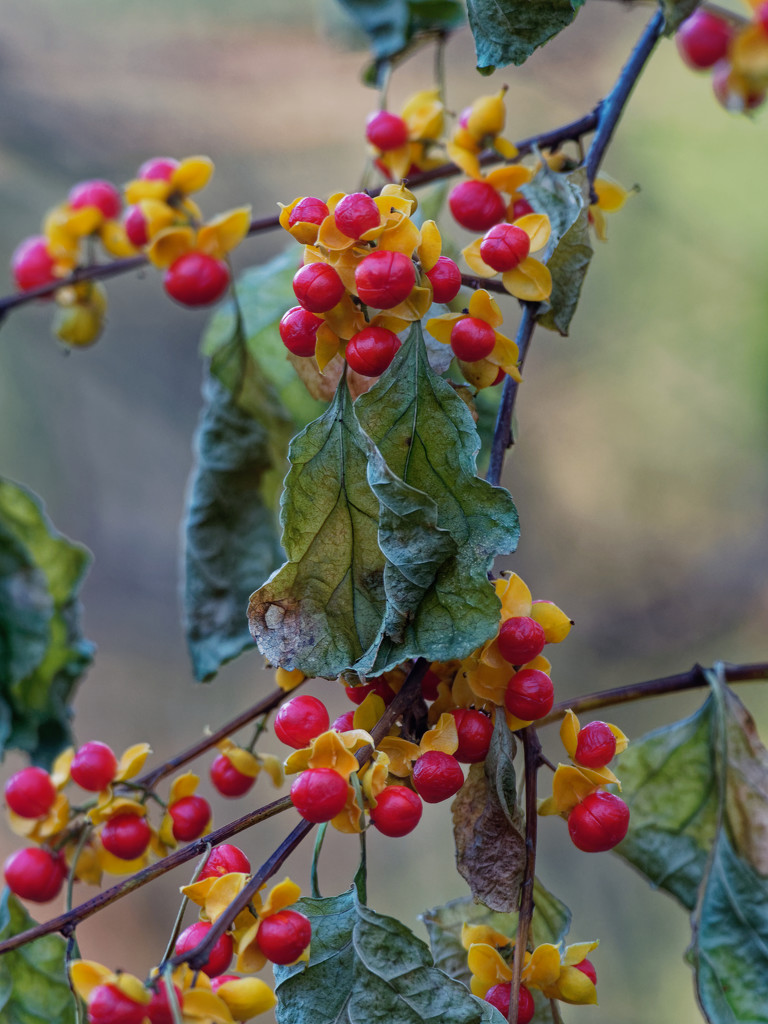 Bittersweet berries by rminer
