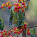 Bittersweet berries by rminer