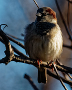 2nd Nov 2018 - male house sparrow