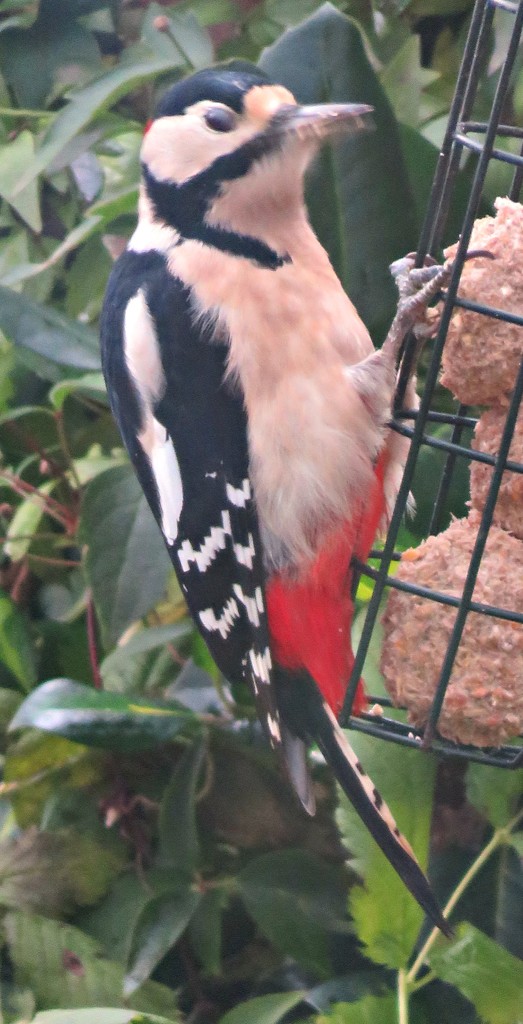 Woody Woodpecker  by countrylassie