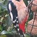 Woody Woodpecker  by countrylassie