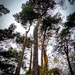 Scots Pines by frequentframes