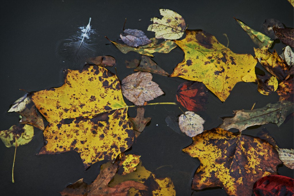 LHG_0016 Floating Leaves by rontu