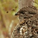 Partridge (Grouse) by radiogirl