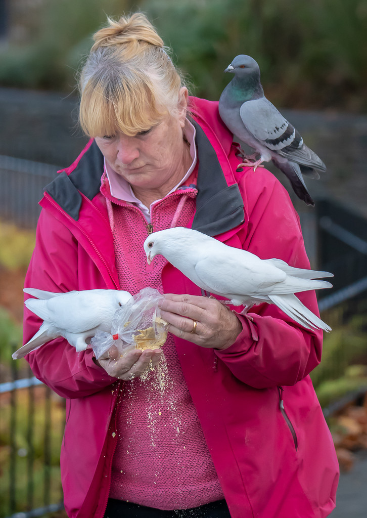 Feeding the Birds at Windermere by lumpiniman