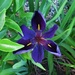 Beautiful Purple Iris ~   by happysnaps