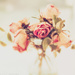 vanity rose by pistache