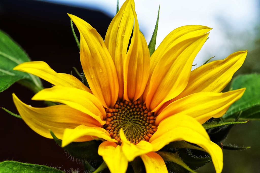 One Determined Sunflower by milaniet