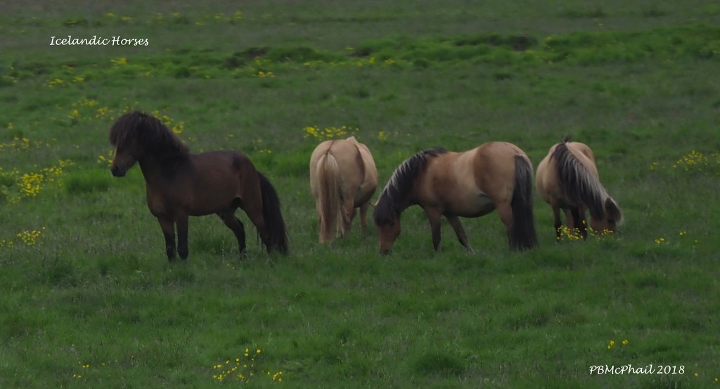 Icelandic Horses by selkie