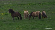2nd Nov 2018 - Icelandic Horses