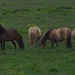 Icelandic Horses by selkie
